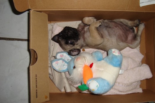 ESTA ES MI NUEVA PERRITA LLAMADA ATILA ES UNA CHULADA MI CACHORRITA ESPERO Y CREZCA SANA Y FUERTE ESTA ES MI NUEVA PERRITA LLAMADA ATILA ES UNA CHULADA MI CACHORRITA ESPERO Y CREZCA SANA Y FUERTE